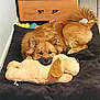 animal, brown_dog, canine, comfort, cozy, cute, dog, dog_bed, floor_tile, fur, home, indoor, lying_down, pet, plush, relaxed, resting, stuffed_toy, toy, wooden_cabinet