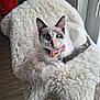Kitty participe au concours pour gagner de l'argent avec cette photo : animal, blue_eyes, bow_tie, cat, chair, close_up, collar, cozy, curious, cute, domestic_animal, feline, fluffy, fur_texture, home, indoor, pet, portrait, relaxing, white_fur