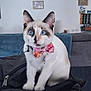 animal, backpack, black_markings, blue_eyes, bow_tie, cat, closeup, cute, domestic_cat, furniture, home, indoor, papers, pet, portrait, relaxed, sitting, sofa, table, white_fur