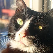 Mittens is registered to the contest to win money with this photo: cat, tuxedo_cat, close_up, whiskers, green_eyes, sunlight, portrait, black_and_white, pet, animal, fur, face, nose, ears, domestic_cat, indoor, cute, feline, animal_portrait, soft_light