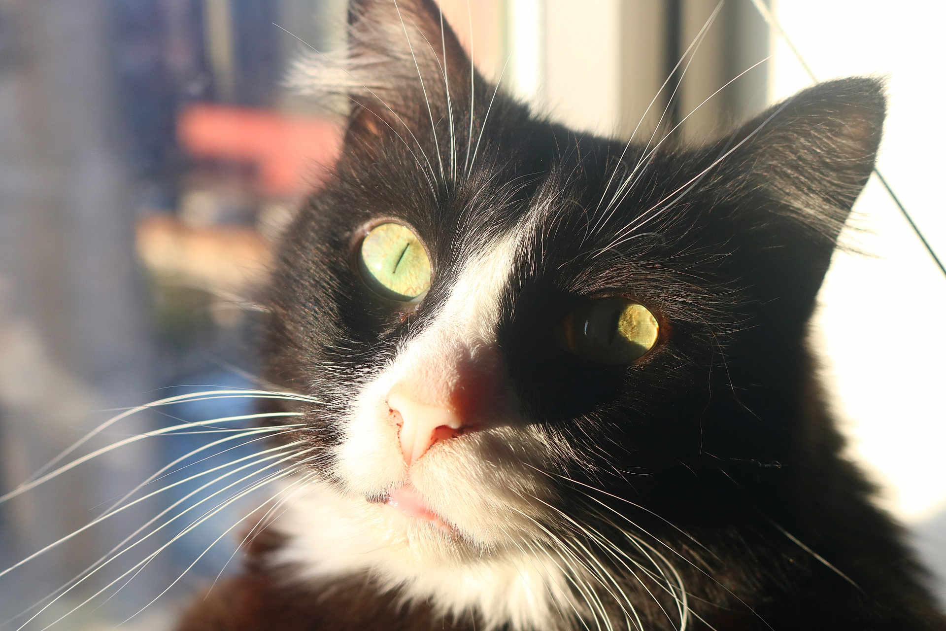 Mittens is registered to the contest to win money with this photo: cat, tuxedo_cat, close_up, whiskers, green_eyes, sunlight, portrait, black_and_white, pet, animal, fur, face, nose, ears, domestic_cat, indoor, cute, feline, animal_portrait, soft_light