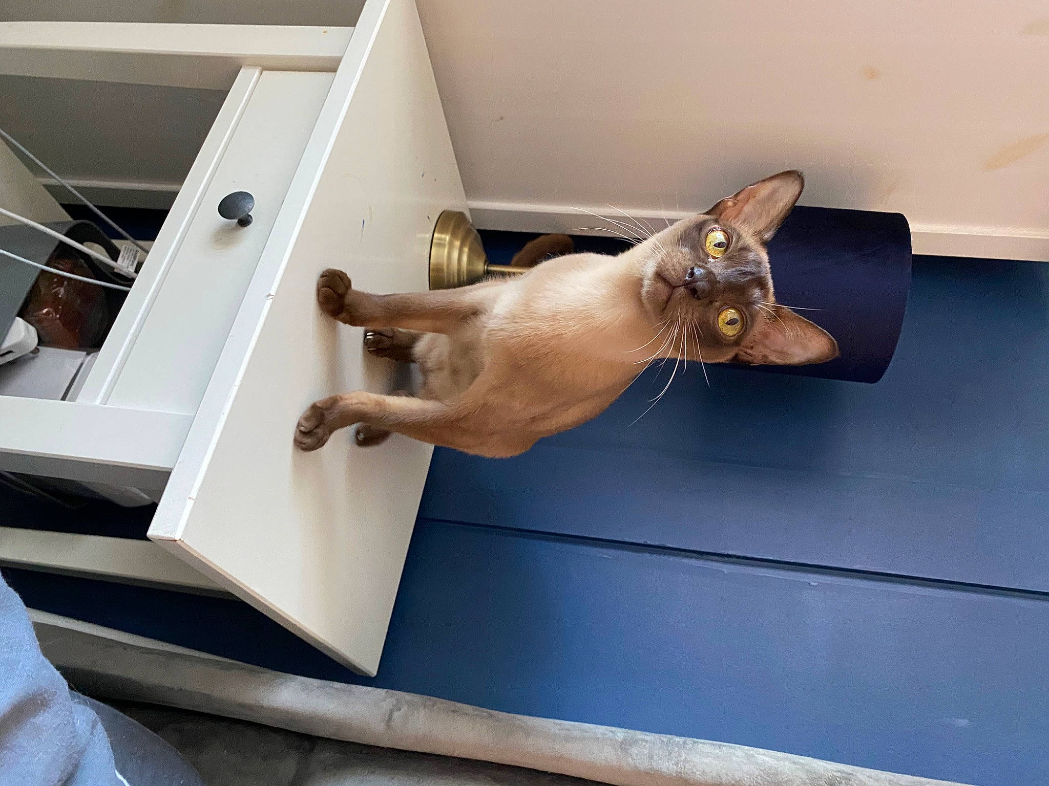 Bella is registered to the contest to win money with this photo: balinese, carnivore, cat, domestic_short_haired_cat, door, fawn, felidae, home_door, metal, room, siamese, small_to_medium_sized_cats, tail, whiskers, wood