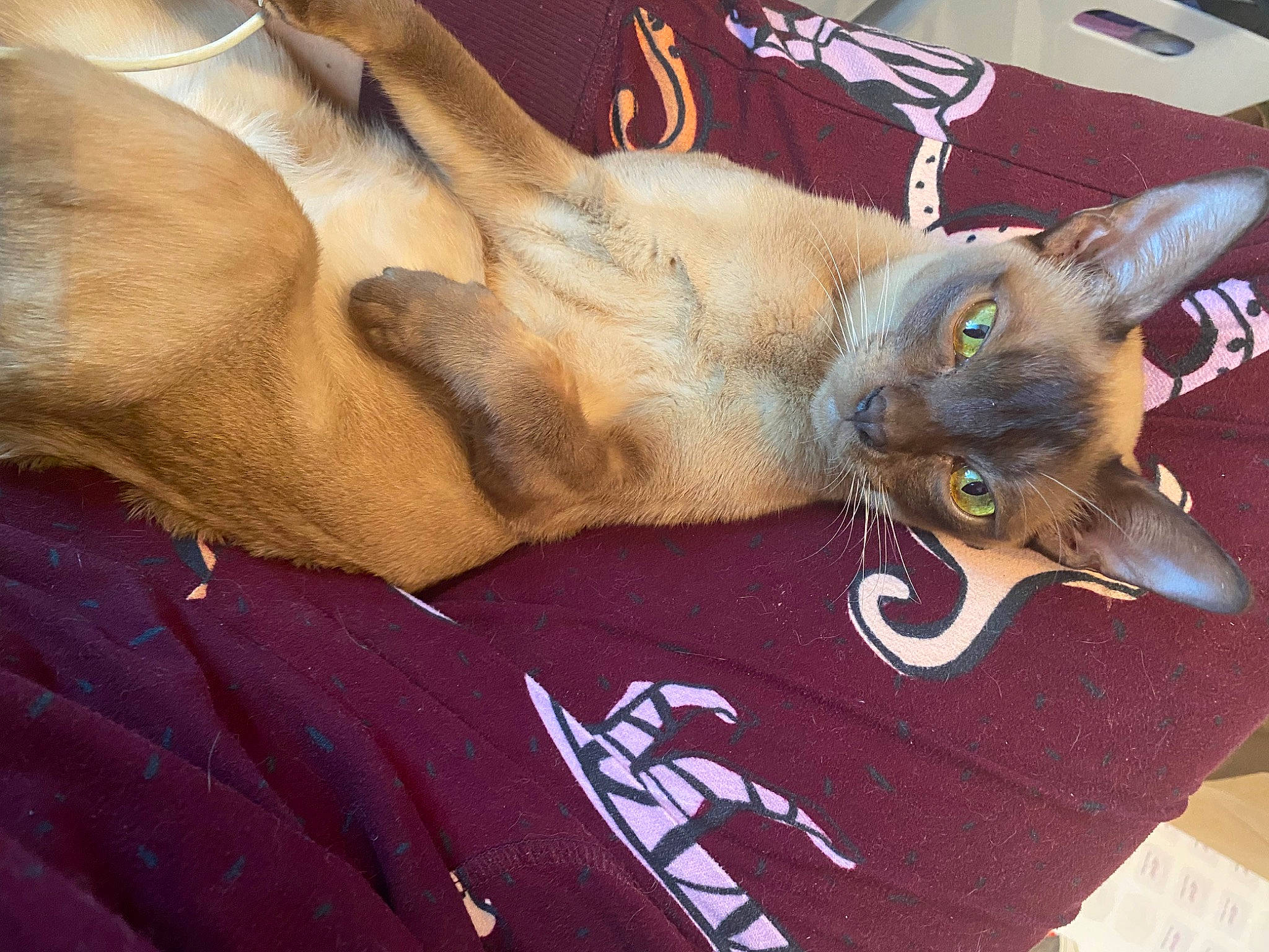 Bella joined the competition — help win amazing prizes! carnivore, cat, claw, comfort, dog_breed, domestic_short_haired_cat, fawn, felidae, foot, fur, gesture, havana_brown, human_leg, nap, paw, small_to_medium_sized_cats, snout, tail, thai, whiskers