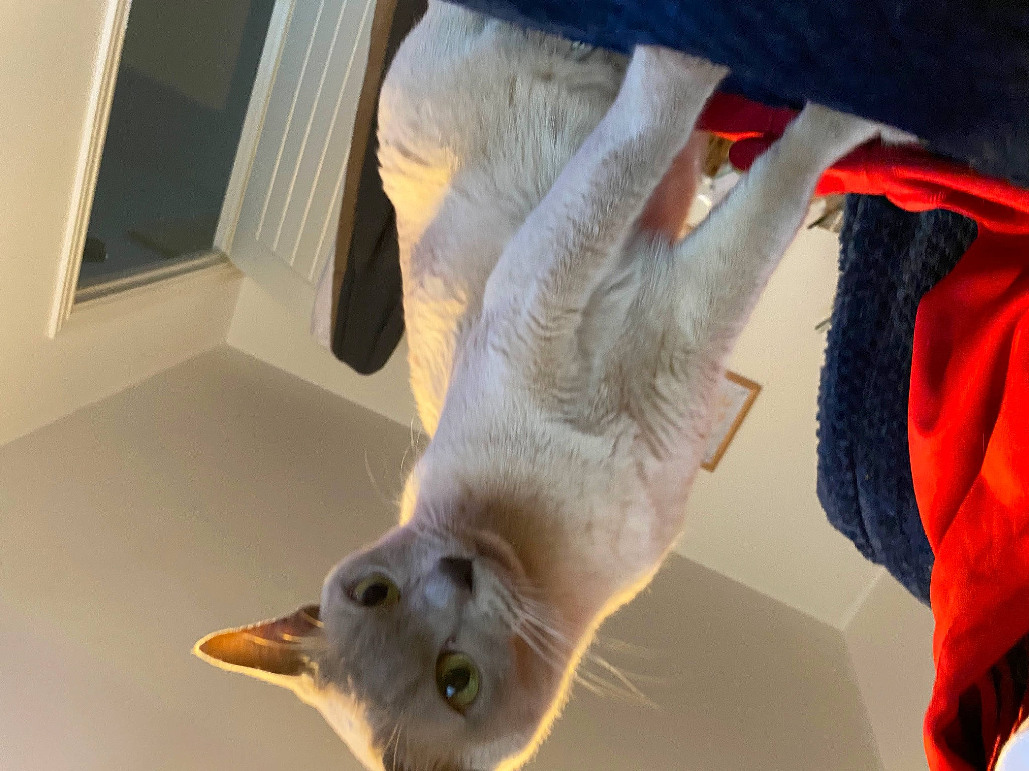 Draco joined the competition — help win amazing prizes! beak, carnivore, cockatoo, domestic_short_haired_cat, fawn, felidae, flooring, foot, fur, mouse, paw, small_animal_food, small_to_medium_sized_cats, snout, tail, terrestrial_animal, whiskers, wildlife, window, wing