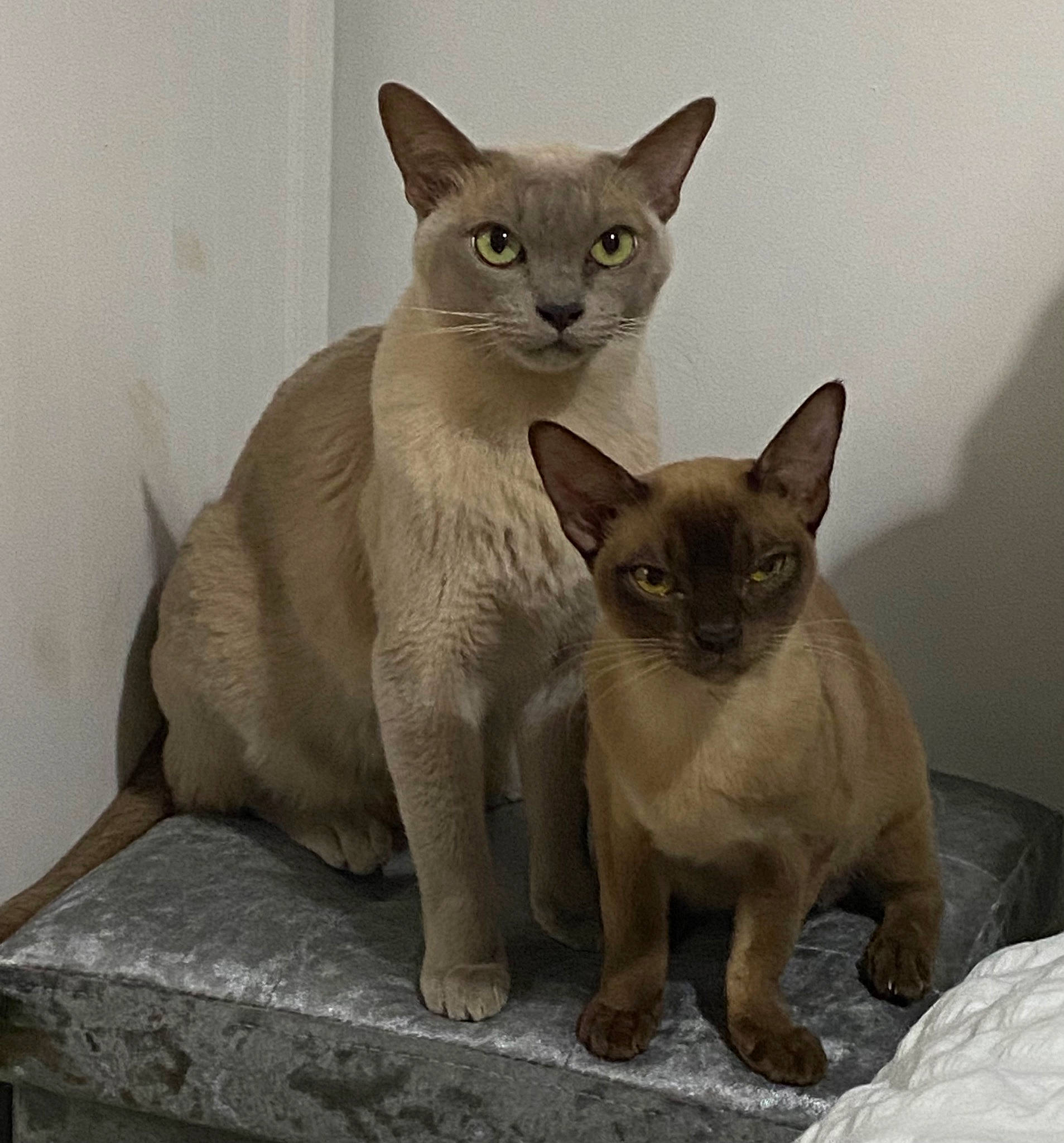 Draco is registered to the contest to win money with this photo: balinese, carnivore, cat, cat_supply, domestic_short_haired_cat, fawn, felidae, fur, iris, siamese, small_to_medium_sized_cats, snout, tail, terrestrial_animal, thai, whiskers