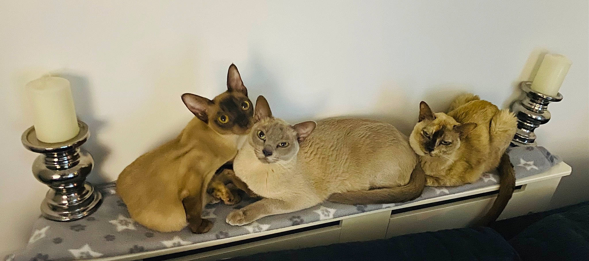 Draco is registered to the contest to win money with this photo: canidae, carnivore, cat, cat_supply, comfort, domestic_short_haired_cat, fawn, felidae, fur, mammal, paw, siamese, small_to_medium_sized_cats, snout, tail, terrestrial_animal, tonkinese, vertebrate, whiskers, wildlife