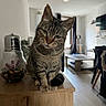 Câline a rejoint le concours — aidez-le/la à gagner de superbes lots ! cat, tabby_cat, wooden_cabinet, indoor, living_room, curious, furniture, television, window, curtains, cat_tree, flooring, plant, decorative_jar, lightbulb, modern, cozy, pet, domestic_animal, head_tilt