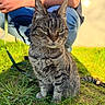 Câline participe au concours pour gagner de l'argent avec cette photo : cat, tabby_cat, grass, outdoor, sunlight, person, jeans, shirt, leash, animal, pet, feline, nature, daylight, sitting, closeup, portrait, whiskers, ears, shadow