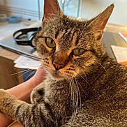 Câline a rejoint le concours — aidez-le/la à gagner de superbes lots ! cat, tabby_cat, pet, animal, feline, close_up, indoor, resting, person, arm, fur, whiskers, green_eyes, headphones, paper, table, blurred_background, domestic, cute, calm