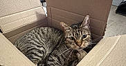 Câline participe au concours pour gagner de l'argent avec cette photo : cat, tabby_cat, cardboard_box, indoor, pet, feline, striped, relaxed, curious, animal, fur, whiskers, ears, eyes, floor, home, cozy, resting, cute, domestic