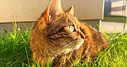 Toutoune a rejoint le concours — aidez-le/la à gagner de superbes lots ! cat, tabby_cat, grass, outdoor, sunlight, animal, pet, feline, nature, greenery, whiskers, closeup, fur, daylight, mammal, domestic_animal, eye, ear, side_view, relaxing