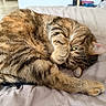 cat, tabby, pet, fur, cute, animal, sleeping, paw, bed, cozy, whiskers, indoor, relaxing, playful, closeup, feline, striped, cute_pose, resting, domestic_cat