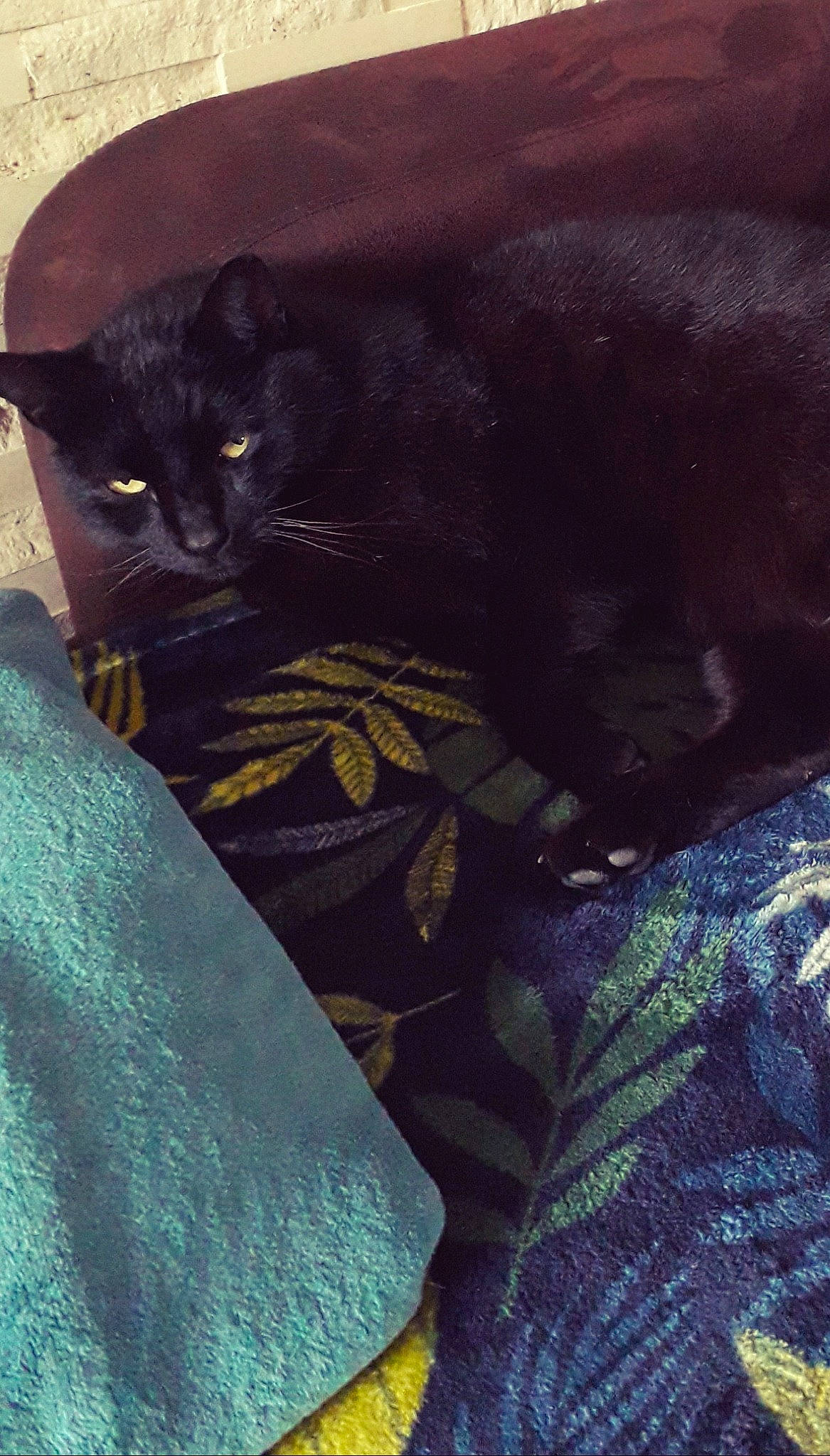 Baghera a rejoint le concours — aidez-le/la à gagner de superbes lots ! black_cat, bombay, carnivore, cat, comfort, domestic_short_haired_cat, electric_blue, felidae, fur, grass, pattern, purple, sitting, small_to_medium_sized_cats, snout, tail, terrestrial_animal, tints_and_shades, whiskers, wildlife