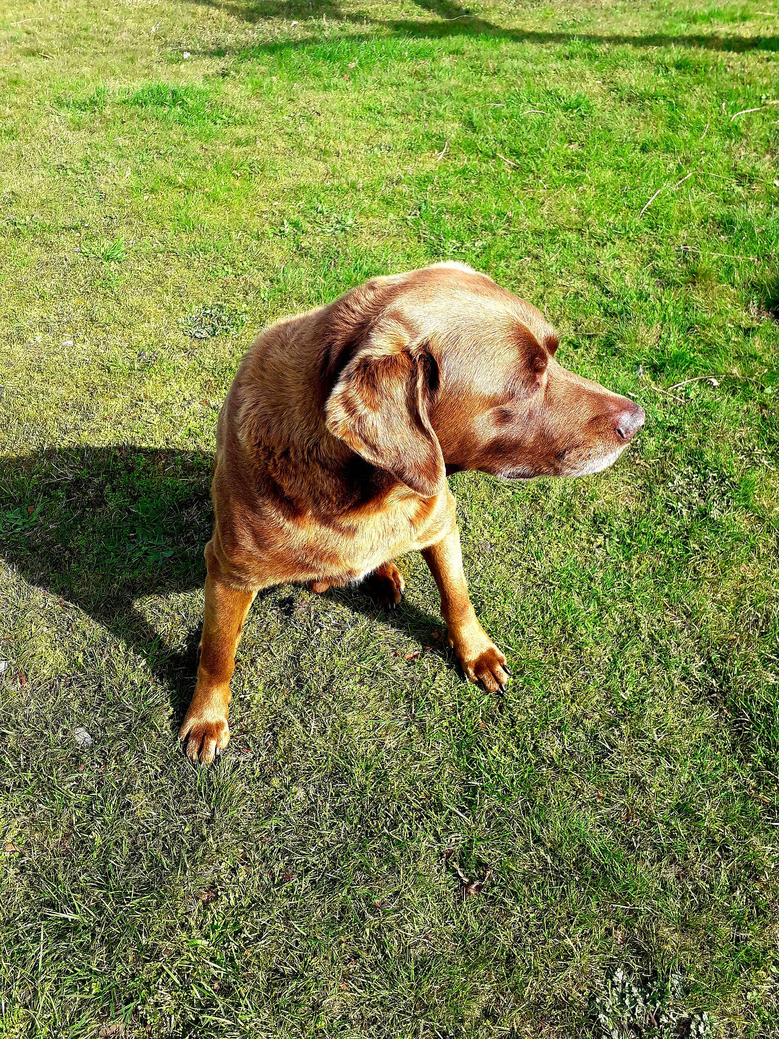 Caramel participe au concours pour gagner de l'argent avec cette photo : canidae, carnivore, companion_dog, dog, dog_breed, fawn, grass, grassland, groundcover, gun_dog, hunting_dog, liver, pasture, people_in_nature, plant, sporting_group, tail, terrestrial_animal, working_animal