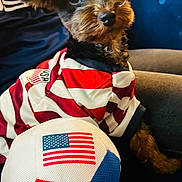 Benito is registered to the contest to win money with this photo: american_flag, animal, blue_couch, closeup, couch, curious, cute, dog, domestic_animal, fur, indoor, jersey, pet, playful, puppy, seated, small_dog, soccer_ball, striped_shirt, toy