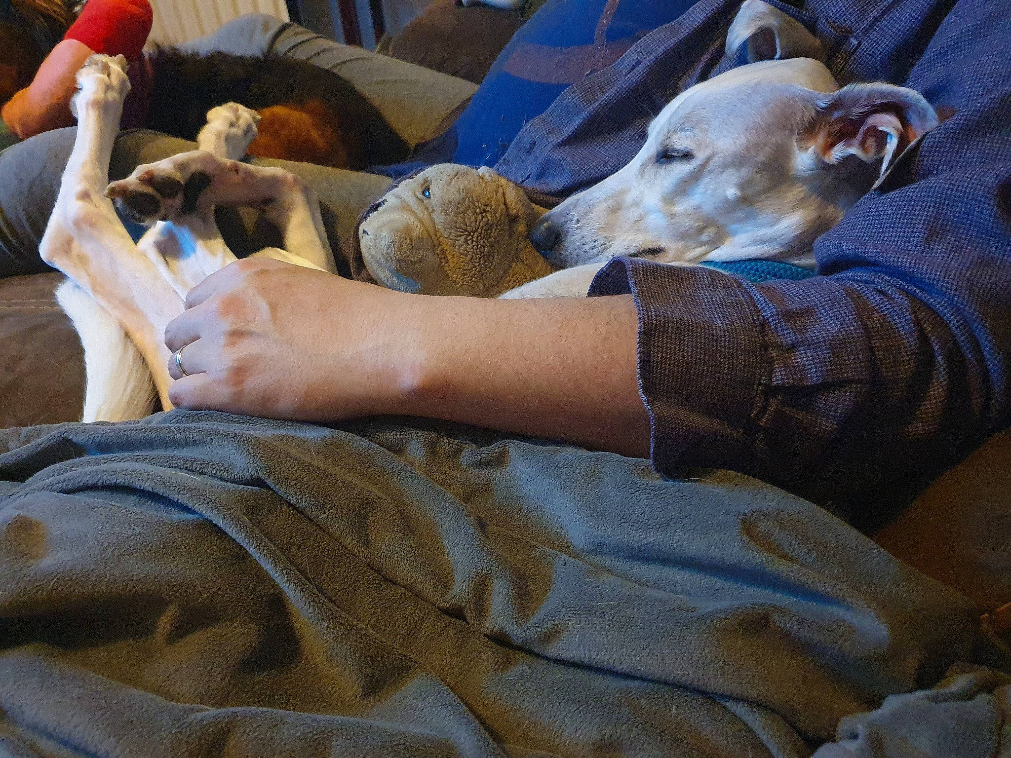 Omnis joined the competition — help win amazing prizes! canidae, carnivore, comfort, companion_dog, dog, dog_breed, elbow, fawn, felidae, fur, human_leg, linens, mammal, nail, nap, small_to_medium_sized_cats, sporting_group, vertebrate, working_animal, wrist