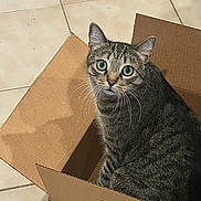 Razz joined the competition — help win amazing prizes! cat, tabby_cat, cardboard_box, floor, tile_floor, indoor, pet, animal, curious, green_eyes, whiskers, looking_up, feline, domestic_cat, sitting, box_flaps, brown_box, striped_fur, cute, companion