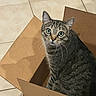 cat, tabby_cat, cardboard_box, floor, tile_floor, indoor, pet, animal, curious, green_eyes, whiskers, looking_up, feline, domestic_cat, sitting, box_flaps, brown_box, striped_fur, cute, companion
