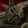 Razz is registered to the contest to win money with this photo: cat, tabby, close_up, pet, feline, fur, whiskers, paw, bed, blanket, indoor, relaxed, cute, animal, sleepy, portrait, cozy, resting, soft_light, texture