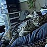 Razz joined the competition — help win amazing prizes! cat, tabby_cat, pet, indoor, pillow, bed, furniture, storage_drawers, cap, gecko_decoration, curious, animal, resting, whiskers, fur, close_up, domestic_animal, cozy, eyes, relaxed