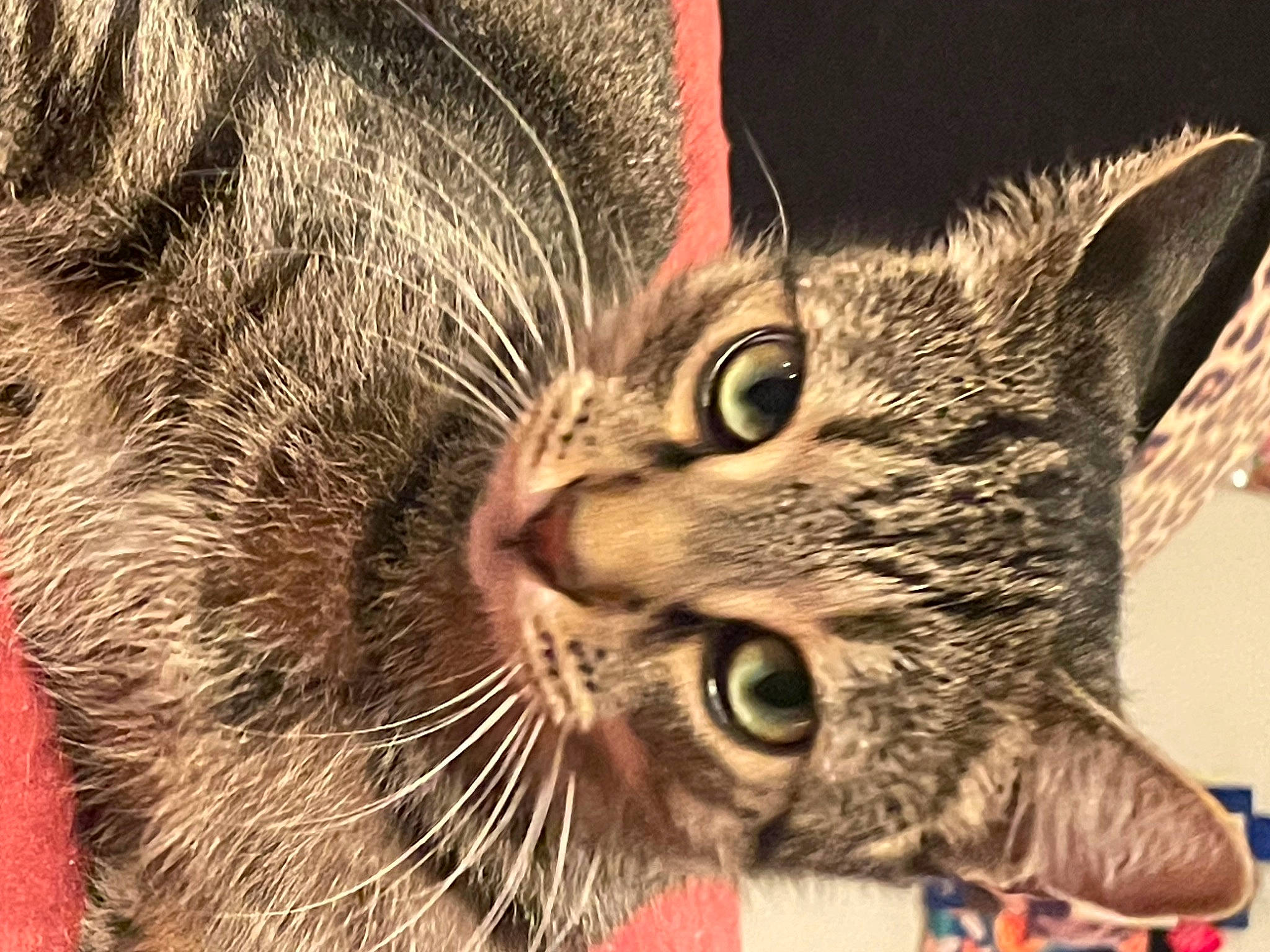 Razzle is registered to the contest to win money with this photo: carnivore, cat, claw, close_up, domestic_short_haired_cat, ear, felidae, fur, paw, small_to_medium_sized_cats, snout, terrestrial_animal, whiskers, wildlife