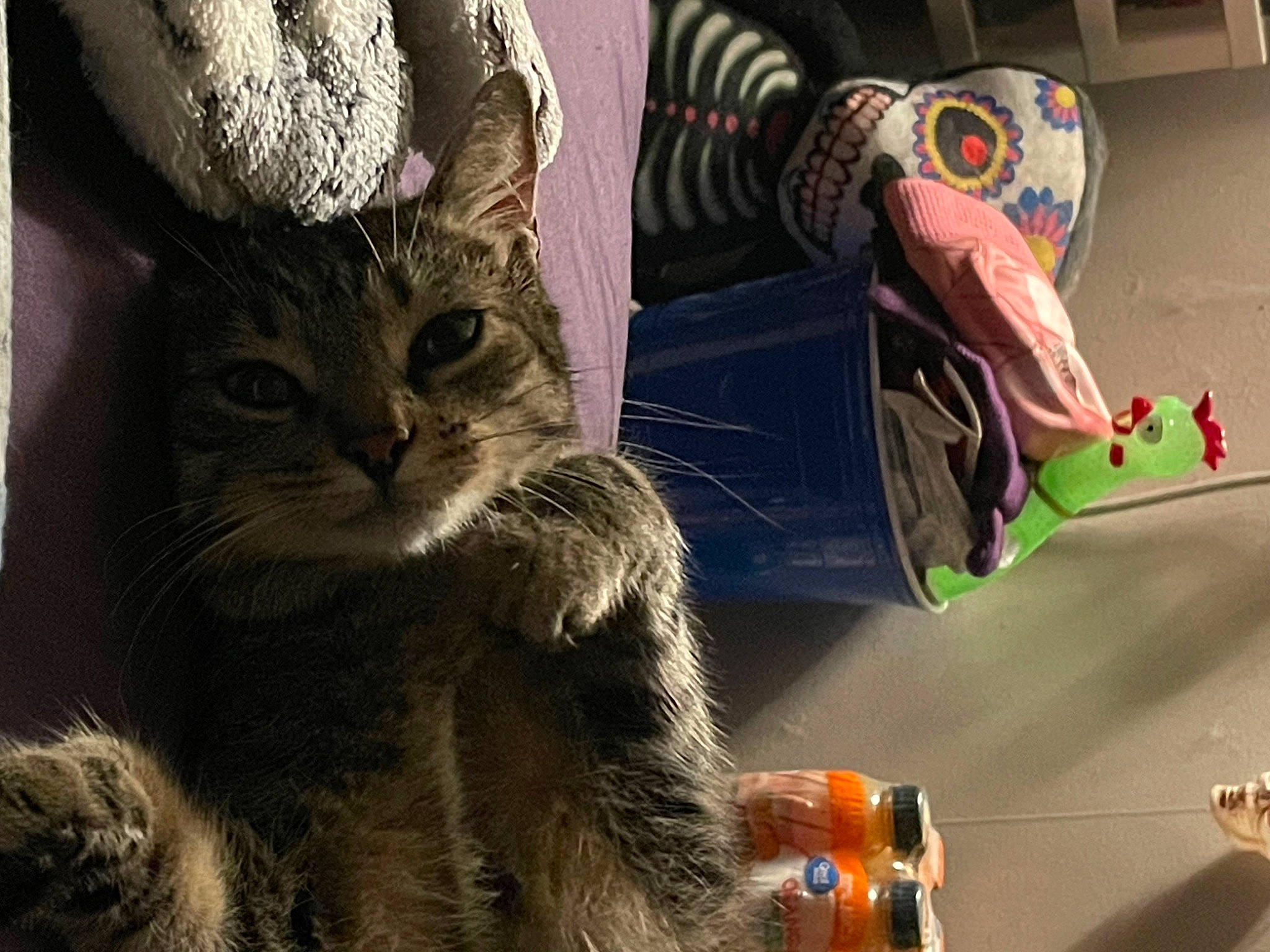 Razzle is registered to the contest to win money with this photo: art, carnivore, cat, cg_artwork, claw, domestic_short_haired_cat, fawn, felidae, fictional_character, fur, hat, paw, small_to_medium_sized_cats, tail, tree, visual_arts, whiskers, wildlife