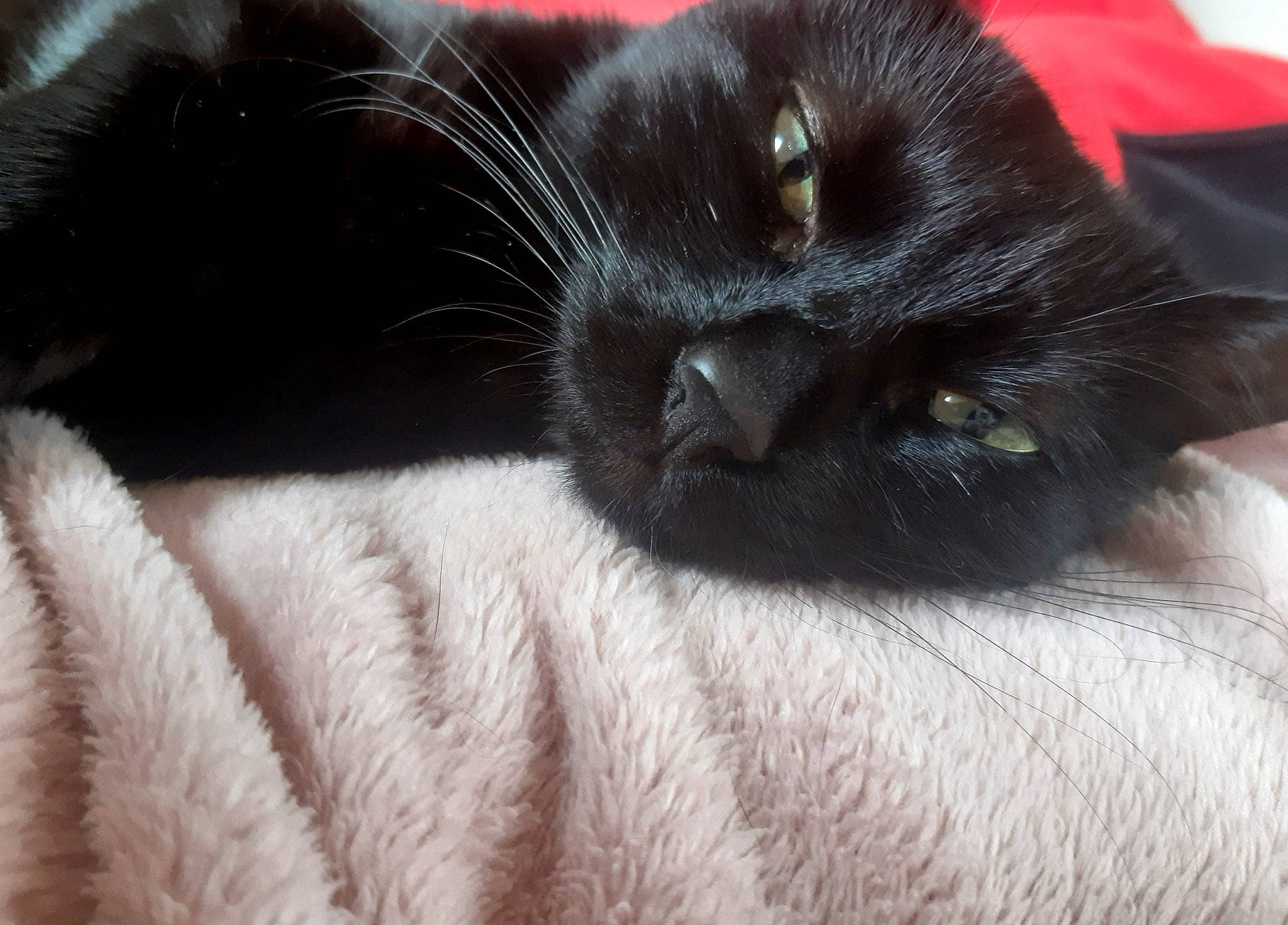 Pépita a rejoint le concours — aidez-le/la à gagner de superbes lots ! black_cat, bombay, carnivore, cat, claw, comfort, domestic_short_haired_cat, felidae, fur, nap, paw, plant, small_to_medium_sized_cats, snout, tail, whiskers