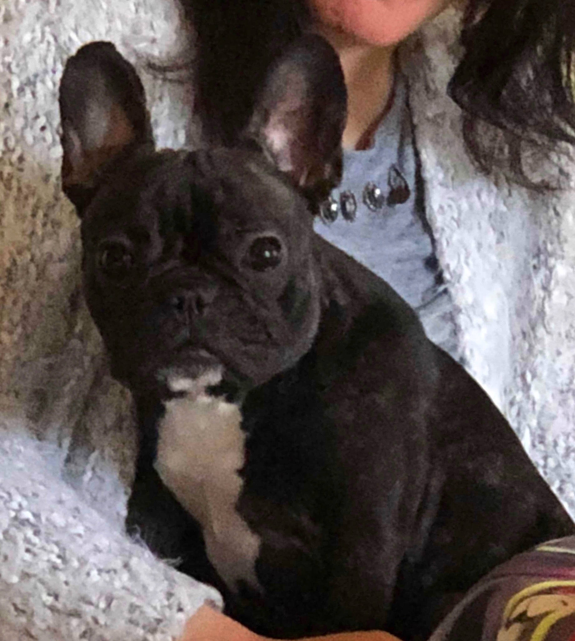Marge participe au concours pour gagner de l'argent avec cette photo : boston_terrier, bulldog, canidae, carnivore, companion_dog, dog, dog_breed, ear, fawn, french_bulldog, mammal, molosser, non_sporting_group, puppy, puppy_love, rare_breed_dog, snout, toy_bulldog, vertebrate