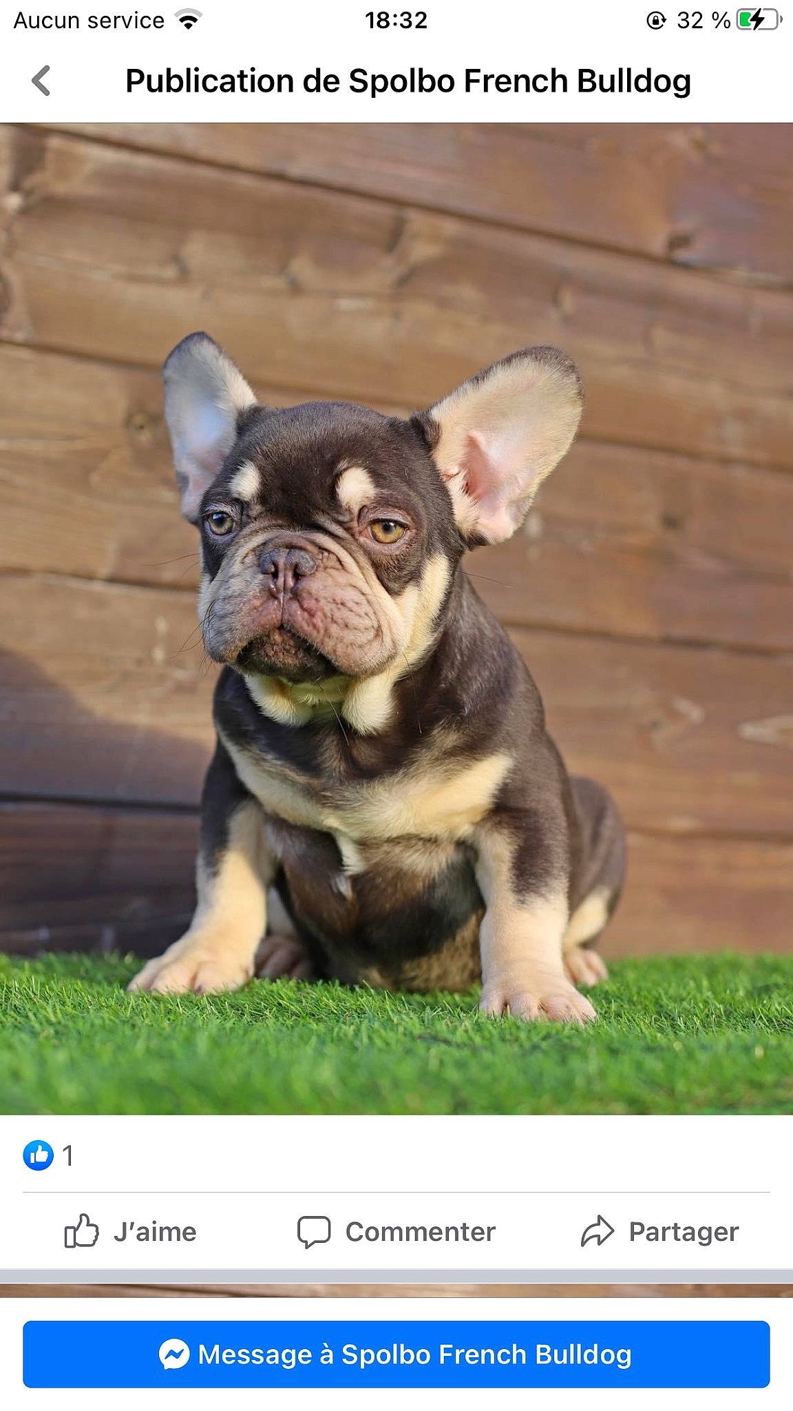 Paco a rejoint le concours — aidez-le/la à gagner de superbes lots ! ancient_dog_breeds, bulldog, canidae, carnivore, companion_dog, dessert, dog, dog_breed, fawn, font, french_bulldog, grass, non_sporting_group, photo_caption, rectangle, screenshot, sporting_group, terrestrial_animal, toy_dog, whiskers