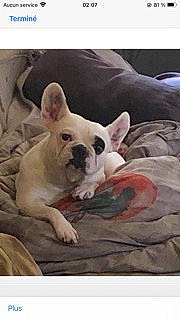 Zouzou a rejoint le concours — aidez-le/la à gagner de superbes lots ! beauty, canidae, carnivore, comfort, companion_dog, dog, dog_breed, dog_supply, ear, fawn, font, fur, non_sporting_group, photo_caption, snapshot, sporting_group, terrestrial_animal, toy_dog, vertebrate, working_animal