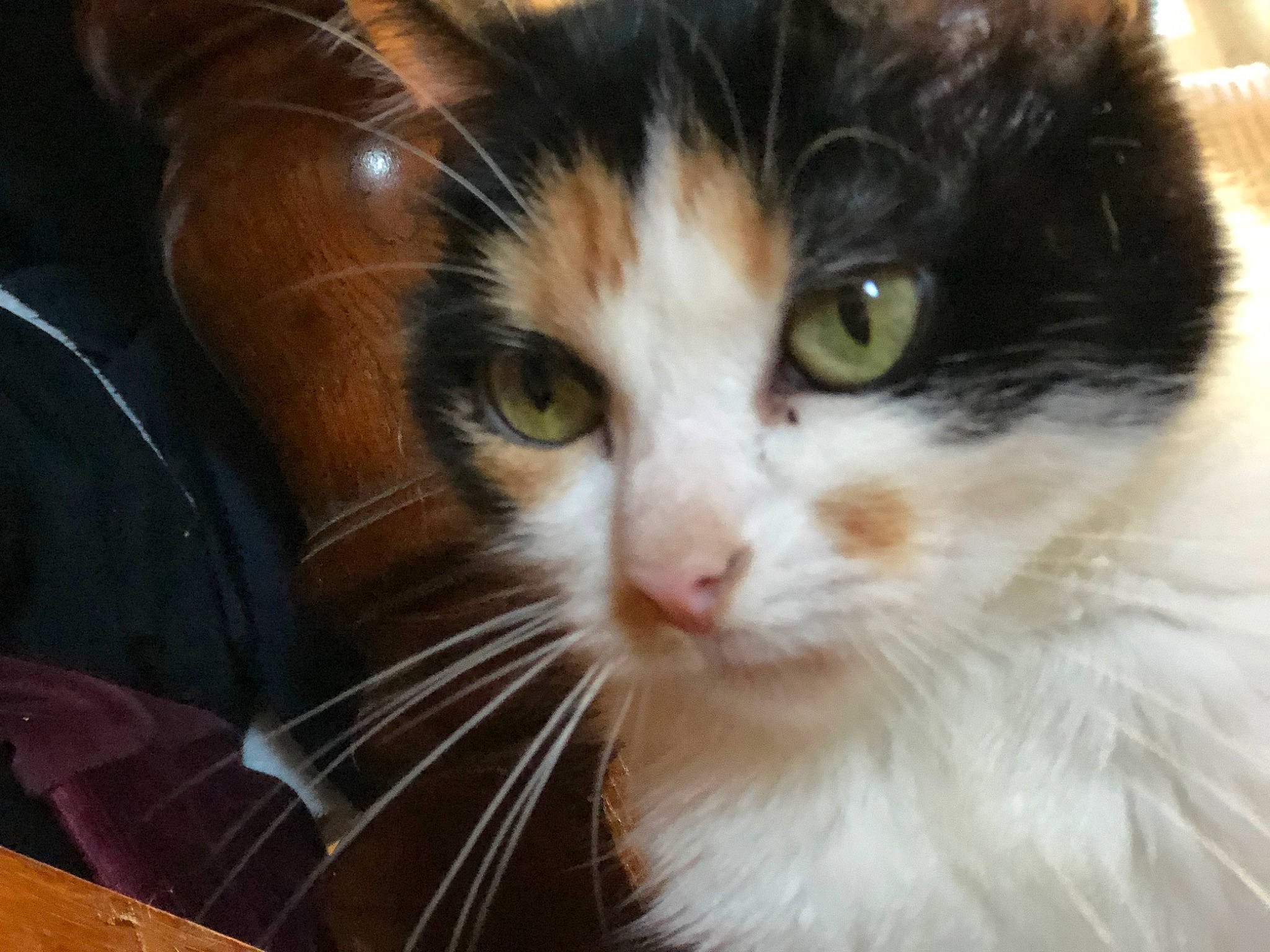 Chatchat a rejoint le concours — aidez-le/la à gagner de superbes lots ! aegean_cat, american_curl, american_wirehair, carnivore, cat, cymric, domestic_long_haired_cat, domestic_short_haired_cat, eye, felidae, fur, kitten, mammal, norwegian_forest_cat, nose, polydactyl_cat, small_to_medium_sized_cats, snout, whiskers