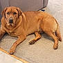 dog, brown_dog, carpet, floor, indoor, pet, canine, animal, relaxed, looking_at_camera, tile_floor, wooden_furniture, paw, tail, ears, snout, fur, domestic_animal, companion, laying_down