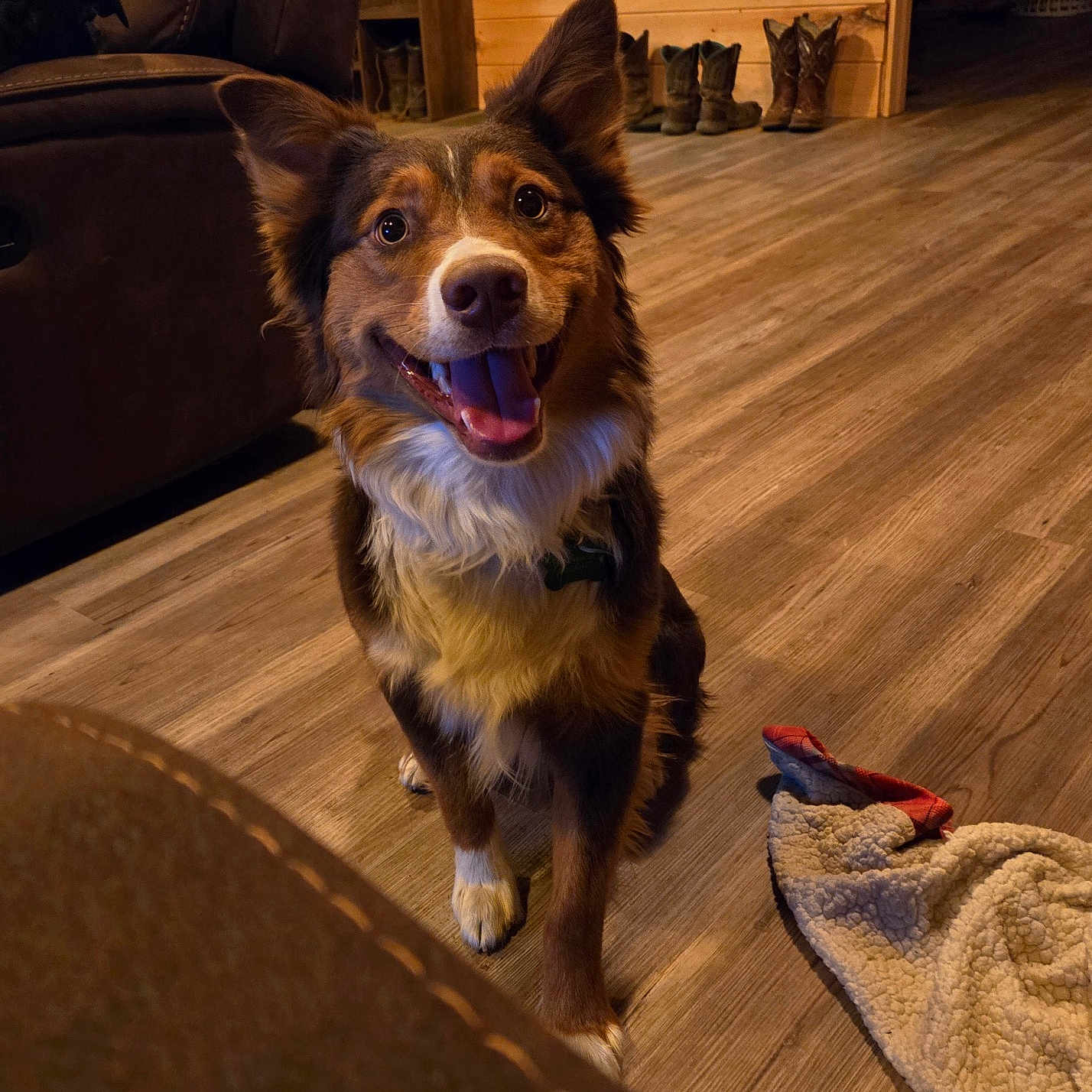 Labounty is registered to the contest to win money with this photo: animal, architecture, building, canine, chair, clothing, couch, dog, footwear, furniture, hardwood, indoors, interiordesign, livingroom, pet, plywood, puppy, room, shoe, wood