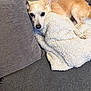 Twinky is registered to the contest to win money with this photo: animal, blanket, brown, comfort, couch, cozy, dog, ears, fur, home, indoor, looking, paw, pet, pillow, relaxing, resting, small_dog, snout, white