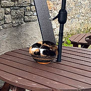 Freckles joined the competition — help win amazing prizes! animal, basket, bench, calico_cat, cat, curled_up, daylight, feline, fur, nature, outdoor, pet, picnic_table, quiet, relaxing, resting, small_basket, stone_wall, wood, wooden_table