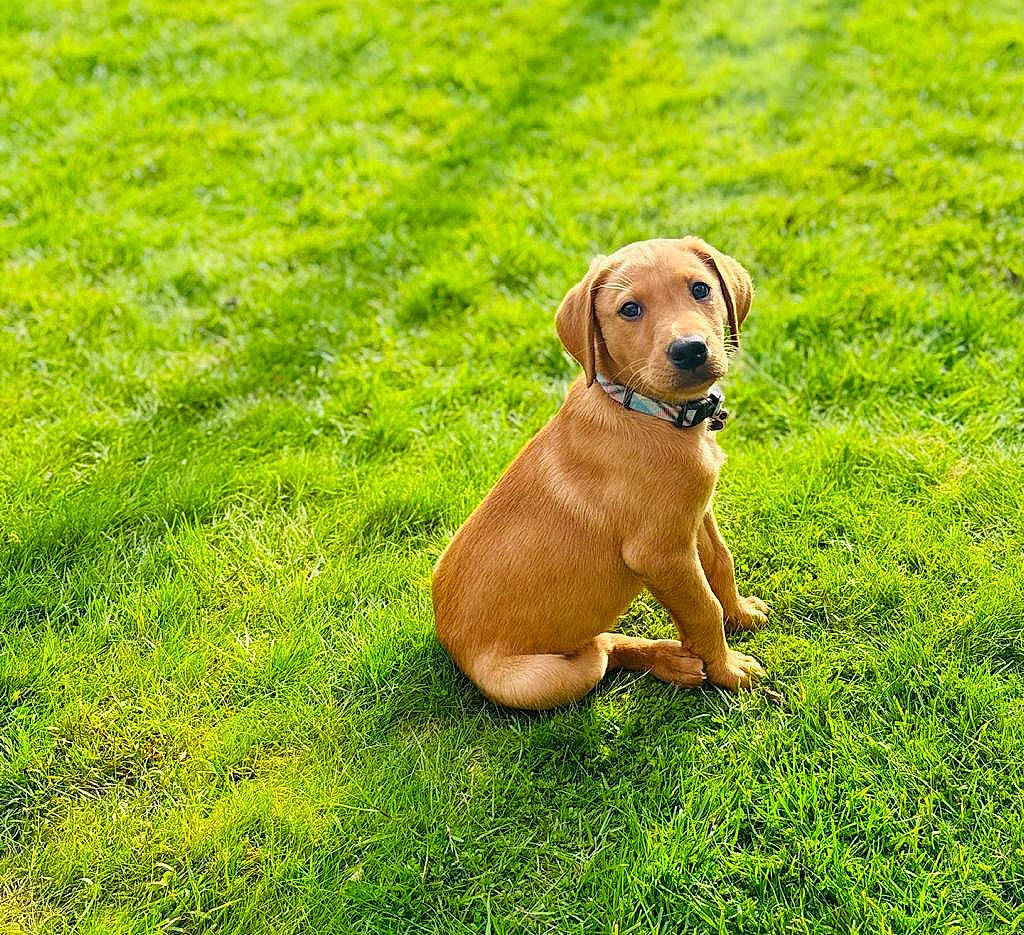 Mylo is registered to the contest to win money with this photo: carnivore, collar, companion_dog, dog, dog_breed, dog_collar, fawn, grass, grassland, groundcover, gun_dog, lawn, liver, meadow, pasture, pet_supply, snout, tail, whiskers, working_animal