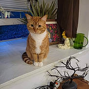 Kali joined the competition — help win amazing prizes! cat, orange_cat, white_paws, windowsill, plant, framed_artwork, curtain, green_glass, angel_figurine, decorative_tree, electronic_cords, power_strip, window, indoor, pet, animal, feline, houseplant, wooden_table, decor