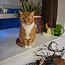 cat, orange_cat, white_paws, windowsill, plant, framed_artwork, curtain, green_glass, angel_figurine, decorative_tree, electronic_cords, power_strip, window, indoor, pet, animal, feline, houseplant, wooden_table, decor