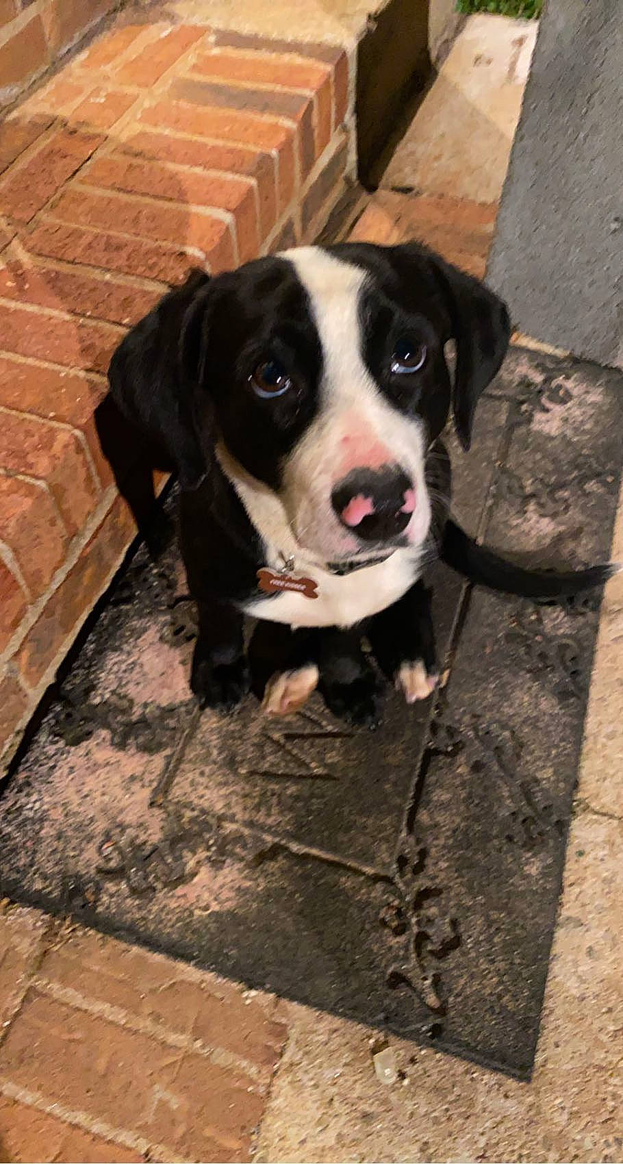 Bugs is registered to the contest to win money with this photo: brick, brickwork, canidae, carnivore, collar, companion_dog, dog, dog_breed, dog_collar, fawn, flooring, fur, guard_dog, leash, puppy, road_surface, snout, sporting_group, whiskers, working_animal