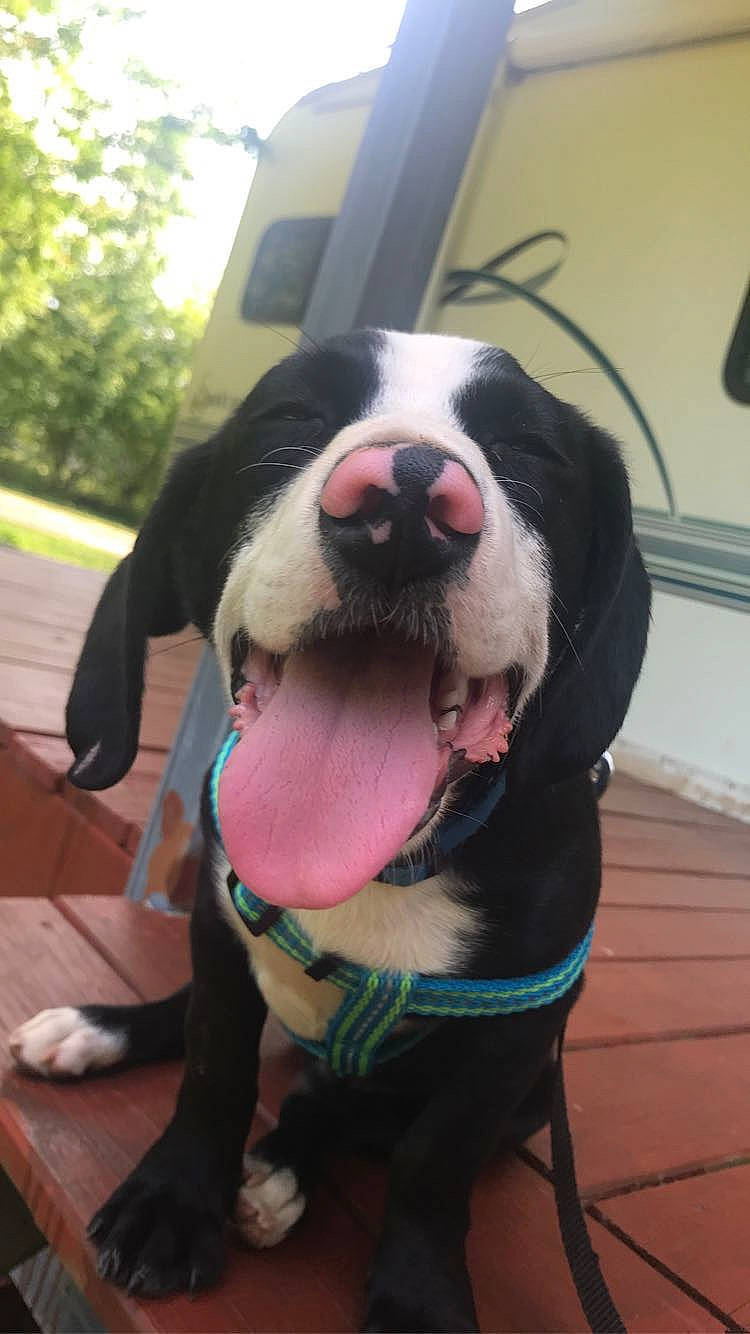 Bugs joined the competition — help win amazing prizes! canidae, carnivore, collar, companion_dog, dog, dog_breed, dog_collar, dog_supply, eyewear, fang, fawn, fur, giant_dog_breed, leash, plant, snout, sporting_group, tree, whiskers, working_animal