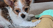 Cujo is registered to the contest to win money with this photo: puppy, dog, small_dog, couch, plush_toy, indoor, pet, cute, fur, ears, paw, looking, resting, cozy, living_room, fabric, toy, animal, domestic_animal, young
