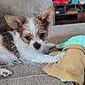 puppy, dog, small_dog, couch, plush_toy, indoor, pet, cute, fur, ears, paw, looking, resting, cozy, living_room, fabric, toy, animal, domestic_animal, young