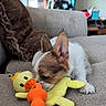 Cujo joined the competition — help win amazing prizes! puppy, dog, toy, plush_toy, yellow_duck, sofa, cushion, indoor, pet, cute, small_dog, fur, sniffing, cozy, home, brown_cushion, relaxing, animal, playful, domestic