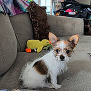 Cujo joined the competition — help win amazing prizes! arm, blanket, brown_and_white, couch, curious, cute, dog, ears, fur, furniture, indoor, living_room, pet, pillow, plush_toy, puppy, sitting, small_dog, tattoo, yellow_duck