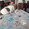 dog, small_dog, white_fur, brown_patch, licking, food_cup, blanket, paw_prints, indoor, living_room, furniture, plush_toy, orange_toy, cabinet, folding_chairs, cozy, pet, cute, domestic, table