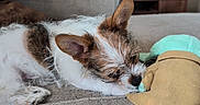 Cujo joined the competition — help win amazing prizes! brown, couch, cozy, cute, dog, fur, furniture, home, indoor, nap, pet, puppy, relaxing, resting, sleeping, snuggling, soft_toy, stuffed_animal, toy, white