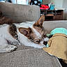 Cujo joined the competition — help win amazing prizes! puppy, dog, sleeping, couch, toy, stuffed_animal, indoor, fur, brown, white, resting, cute, pet, cozy, relaxing, home, nap, snuggling, soft_toy, furniture
