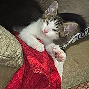 Harley Quinn is registered to the contest to win money with this photo: animal, blanket, cat, comfort, cozy, cushion, cute, domestic, fur, indoor, kitten, mammal, paw, pet, relaxed, resting, sleeping, small, soft, whiskers