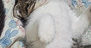 Ivy And Harley Quinn joined the competition — help win amazing prizes! animal, bed, cat, companion, cozy, cute, domestic_cat, feline, floral_pattern, fluffy, indoor, kitten, pet, quilt, relaxed, resting, sleeping, soft, tabby, white_fur