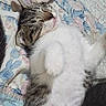 cat, kitten, sleeping, fluffy, tabby, white_fur, quilt, floral_pattern, bed, resting, cute, domestic_cat, pet, animal, feline, cozy, indoor, soft, relaxed, companion